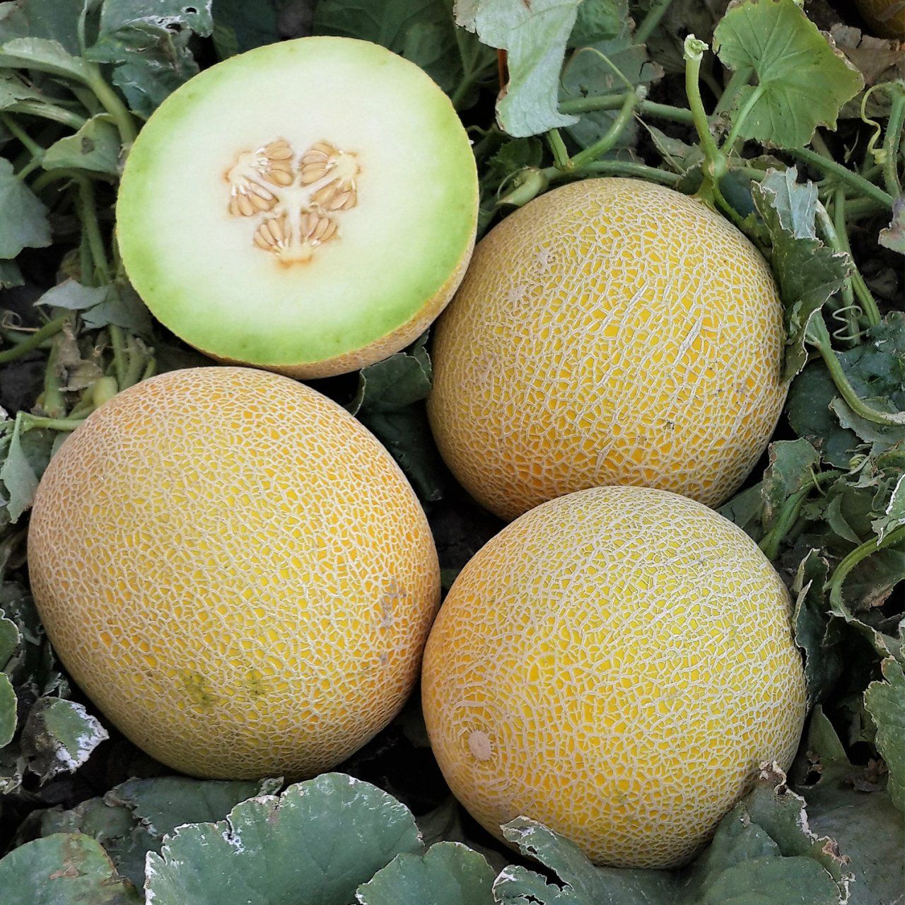 Kavun(شمام) - 