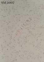 SM 2007