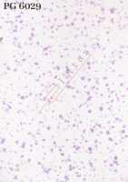 PG 6029