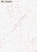 PG 6008