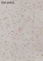 SM 2004
