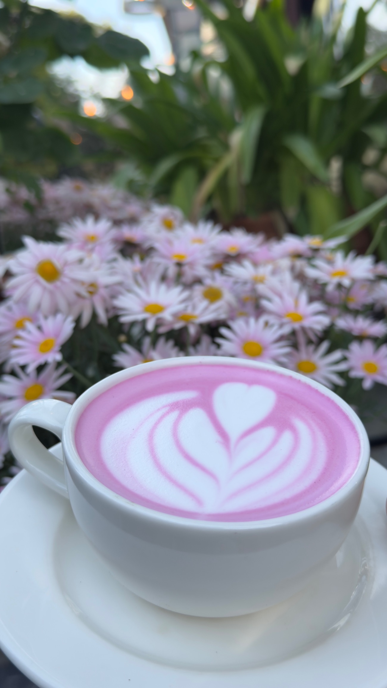Matcha Pink