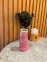Red Bull Pink