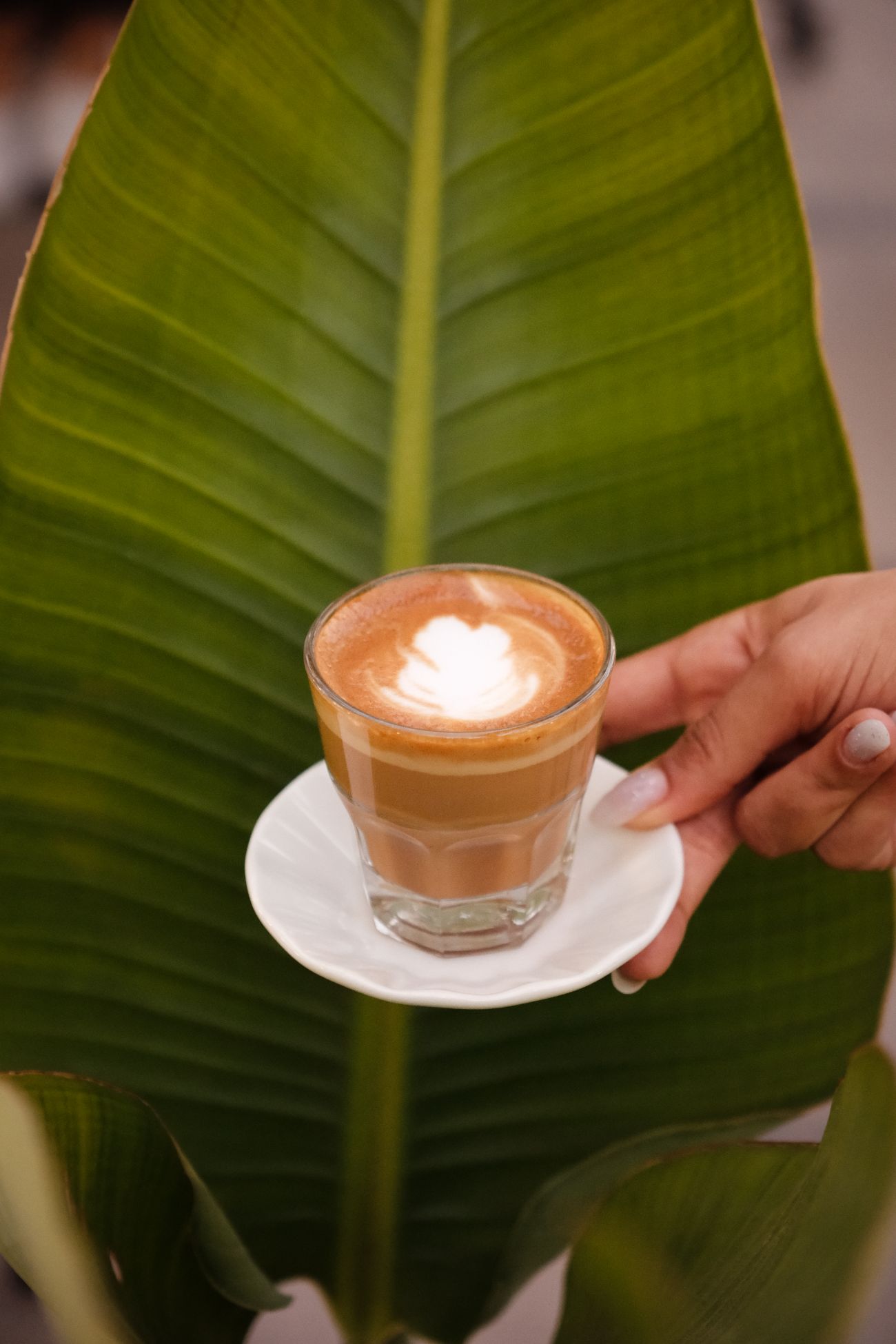 Cortado - 